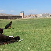 ۵ماهه سگ ژرمن|سگ|خوی, |دیوار