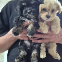 سگ شیتزو اصل|سگ|سنگر, |دیوار