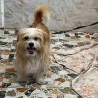 سگ پاه کوتاه فروشی