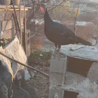 دوعددبوقلمون|حیوانات مزرعه|مشگین شهر, |دیوار