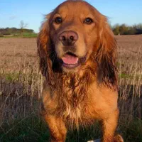 گلدن رتریور وارداتی سالم و تربیتشده (قابل معاوضه)|سگ|پردیس, فاز ۲|دیوار