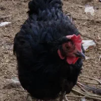 مرغ محلی و گلین.نیمچه خروس لهستانی و گلین