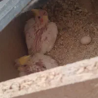 یک جفت طوطی عروس هلندی سخنگو بندر دیّر|پرنده|بندر کنگان, |دیوار