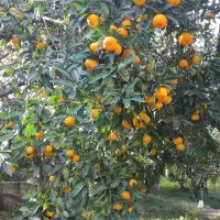 نارنگی محلی اوشو