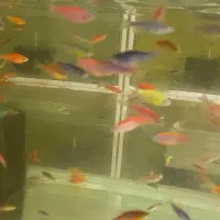 ماهی  زبرا گوپی کت|ماهی|مشهد, کاظم آباد|دیوار