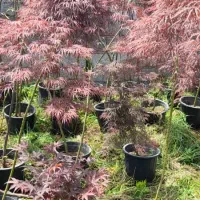 افرا|گل و گیاه طبیعی|شهریار, رزکان|دیوار