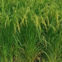 فروش زمین کشاورزی|فروش دفتر صنعتی، کشاورزی، تجاری|اصفهان, براآن شمالی|دیوار