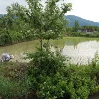 زمین-کشاورزی