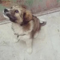 قدرجونی خوش ذات|سگ|شیراز, سعدیه شمالی|دیوار