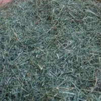 یونجه‌ سبز بهبهان|لوازم جانبی حیوانات|رامهرمز, |دیوار