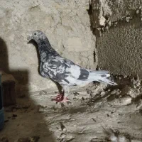 سرور پلاکی ماده|پرنده|شیراز, باغ تخت|دیوار