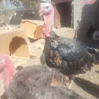 بوقلمون نر و ماده غاز نر.و مروغ و خروس.همگی یکجا..