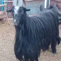 بزغاله دوبر جلو رو|حیوانات مزرعه|فرمهین, |دیوار