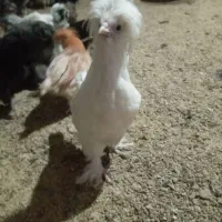 سلطان لهستان|حیوانات مزرعه|مشگین شهر, |دیوار