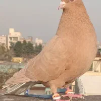 2 کبوتر ماده ، 2 کبوتر نرسینه سیاه، زرد دم سفید نر