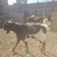 بز.بزغاله.گوسفند.بره.دوبر|حیوانات مزرعه|اصفهان, محمودآباد|دیوار