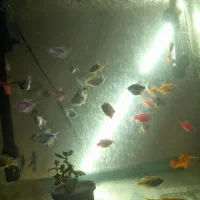 آکواریوم و ماهی معاوضه با پرنده