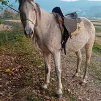 مادیان کرد سواری باری آروم  سرو دم گیر