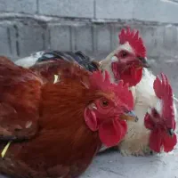 خروس محلی و جوجه|حیوانات مزرعه|رودبنه, |دیوار