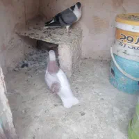 کفتر ساده