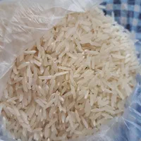 برنج فجر کشت اول