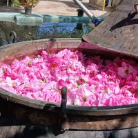 جشن گل محمدی گلاب خراسان