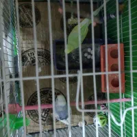 یک جفت مرغ عشق کار داده جوان روی 5تخم|پرنده|مشهد, رضاشهر|دیوار