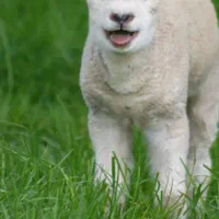 فروش گوسفند