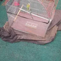 مرغ عشق  ارزان