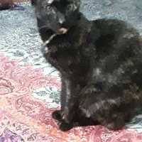 واگذاری گربه ب مرغداری