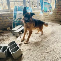 فروشی بدلیل نداشتن مکان برا نگهداری|سگ|فیروزآباد (فارس), |دیوار