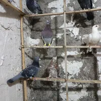 کبوتر|پرنده|خان ببین, |دیوار