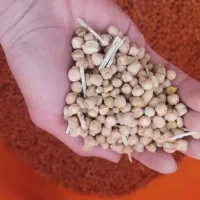 نخود|خوردنی و آشامیدنی|بیجار, |دیوار