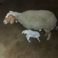 گوسفند‌نعیه‌مطفل