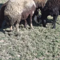 فروش میش بدون بره|حیوانات مزرعه|خنداب, |دیوار