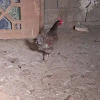 مرغ تخمگذار|حیوانات مزرعه|مبارکه, |دیوار