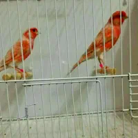 قناری پرسپولیس موزائیکی سرخ سوخته|پرنده|قم, آزادگان|دیوار