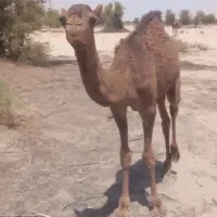 هاش نره آرام