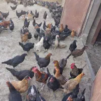 فروش مرغ محلی تخم گذار|حیوانات مزرعه|قم, شهرک مهدیه (مدرس)|دیوار