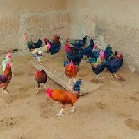 خروس .مرغ