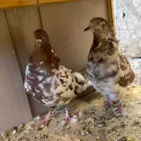 جفت گرگی|پرنده|نسیمشهر, |دیوار