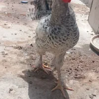 خروس