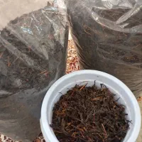چای بهاره
