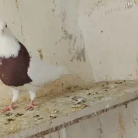 یک جفت کفتر طوقی پرشی عالی