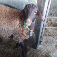 بره ماده|حیوانات مزرعه|شاهین‌شهر, گزبرخوار|دیوار