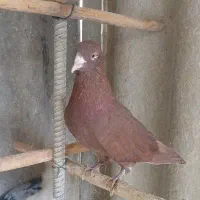کفتر کفتر بازی