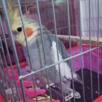 عروس هلندی دستی