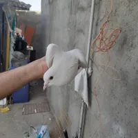 کبوتر سفید دم چتری|پرنده|شاهین دژ, |دیوار