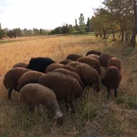 بره