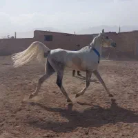مادیان عرب خالص|اسب و تجهیزات اسب‌سواری|اهواز, غیزانیه|دیوار